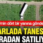 Tarlada tanesi 5 liradan satiliyor turkiyenin dort bir yanina gonderiliyor pRIY73yF